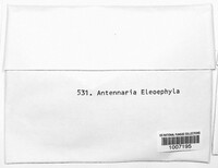 Antennaria elaeophila image